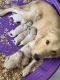 Golden Retriever Puppies for sale in Frostproof, FL 33843, USA. price: NA