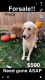 Golden Retriever Puppies for sale in Middlebury, IN 46540, USA. price: $500