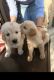 Golden Retriever Puppies for sale in New Delhi, Delhi, India. price: 18000 INR