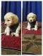 Golden Retriever Puppies for sale in Bokaro Steel City, Jharkhand, India. price: 35000 INR