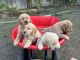 Golden Retriever Puppies for sale in Bakersfield, CA 93312, USA. price: $1,250