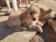 Golden Retriever Puppies for sale in Dove Creek, CO 81324, USA. price: NA