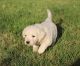 Golden Retriever Puppies for sale in Woodburn, IN 46797, USA. price: $550