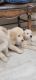 Golden Retriever Puppies for sale in 7325 Indian Head Hwy, Bryans Road, MD 20616, USA. price: NA