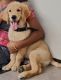 Golden Retriever Puppies for sale in Coimbatore, Tamil Nadu, India. price: 5000 INR