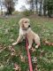 Golden Retriever Puppies for sale in Lynnfield, MA, USA. price: $2,500