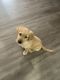 Golden Retriever Puppies for sale in Schomberg, ON L0G, Canada. price: $700