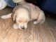 Golden Retriever Puppies for sale in Elmhurst, Queens, NY, USA. price: $1,500
