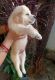 Golden Retriever Puppies for sale in Manendragarh, Chhattisgarh 497442, India. price: 20000 INR