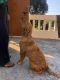 Golden Retriever Puppies for sale in Prem Nagar, Dehradun, Uttarakhand 248007, India. price: 15000 INR