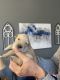 Golden Retriever Puppies for sale in Isanti, MN 55040, USA. price: NA