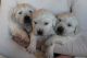 Golden Retriever Puppies for sale in Sevier County, UT, USA. price: NA