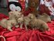 Golden Retriever Puppies for sale in Corinth, MS 38834, USA. price: $900