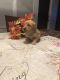 Golden Retriever Puppies for sale in 514 Dothan Rd, Latta, SC 29565, USA. price: NA