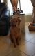 Golden Retriever Puppies for sale in North Fort Myers, FL, USA. price: NA