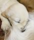 Golden Retriever Puppies for sale in Navarre, FL 32566, USA. price: $2,000