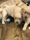 Golden Retriever Puppies for sale in Athens, AL 35611, USA. price: NA