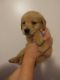 Golden Retriever Puppies for sale in Fayetteville, WV 25840, USA. price: $1,000
