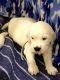 Golden Retriever Puppies for sale in Navarre, FL 32566, USA. price: $2,300