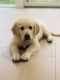 Golden Retriever Puppies for sale in Riverside, Greenwich, CT, USA. price: NA
