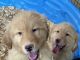 Golden Retriever Puppies for sale in Port St. Lucie, FL 34953, USA. price: $2,200
