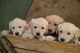 Golden Retriever Puppies for sale in Phelan, CA 92371, USA. price: $700
