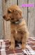 Golden Retriever Puppies for sale in Newaygo, MI 49337, USA. price: $800