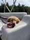 Golden Retriever Puppies for sale in Camden, ME, USA. price: NA