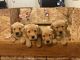 Golden Retriever Puppies for sale in Kelseyville, CA 95451, USA. price: NA