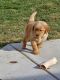 Golden Retriever Puppies for sale in Pleasant Grove, UT, USA. price: NA
