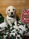 Golden Retriever Puppies for sale in Chattanooga, TN, USA. price: NA