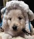 Golden Retriever Puppies for sale in Cowpens, SC 29330, USA. price: $1,400