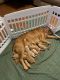 Golden Retriever Puppies for sale in 2474 Grant St, Brentwood, CA 94513, USA. price: $3,500