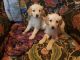 Golden Retriever Puppies for sale in Guthrie, OK, USA. price: $600