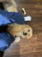 Golden Retriever Puppies for sale in Hillsboro, OH 45133, USA. price: $600