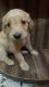 Golden Retriever Puppies for sale in Kandoli Link Rd, Kandoli, Tibet colony, Saundhon wali, Chironwali, Dehradun, Uttarakhand 248001, India. price: 20000 INR