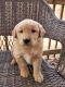 Golden Retriever Puppies for sale in Dunnegan, MO 65640, USA. price: $500
