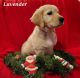 Golden Retriever Puppies for sale in Meeker, CO 81641, USA. price: NA