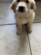 Golden Retriever Puppies for sale in 8222 SW 103rd Ave, Miami, FL 33173, USA. price: NA