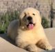 Golden Retriever Puppies for sale in Dallas, TX, USA. price: $975