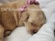 Golden Retriever Puppies for sale in Nashville, TN, USA. price: $200