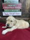 Golden Retriever Puppies for sale in Grayson County, KY, USA. price: NA