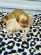 Golden Retriever Puppies for sale in Canyon Lake, TX, USA. price: NA