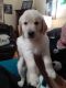 Golden Retriever Puppies for sale in Spring Hill, FL, USA. price: $1,000