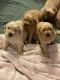 Golden Retriever Puppies for sale in 2474 Grant St, Brentwood, CA 94513, USA. price: $3,000
