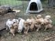 Golden Retriever Puppies for sale in Marion, NC 28752, USA. price: $1,000