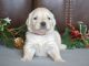 Golden Retriever Puppies for sale in Walnut Grove, MO 65770, USA. price: NA