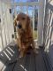 Golden Retriever Puppies for sale in Bronxville, NY, USA. price: $1,800