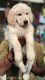 Golden Retriever Puppies for sale in Digras, Maharashtra 445203, India. price: 15000 INR