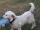 Golden Retriever Puppies for sale in Howard Lake, MN 55349, USA. price: $500